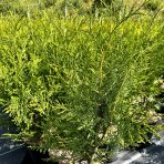 Tuja západná (Thuja occidentalis) ´BRABANT´ - výška 50-60 cm, kont. C2L